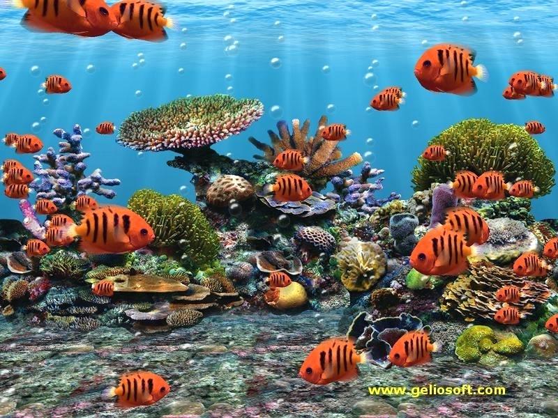 Moving Fish Screensaver Free Download - 800x600 Wallpaper 