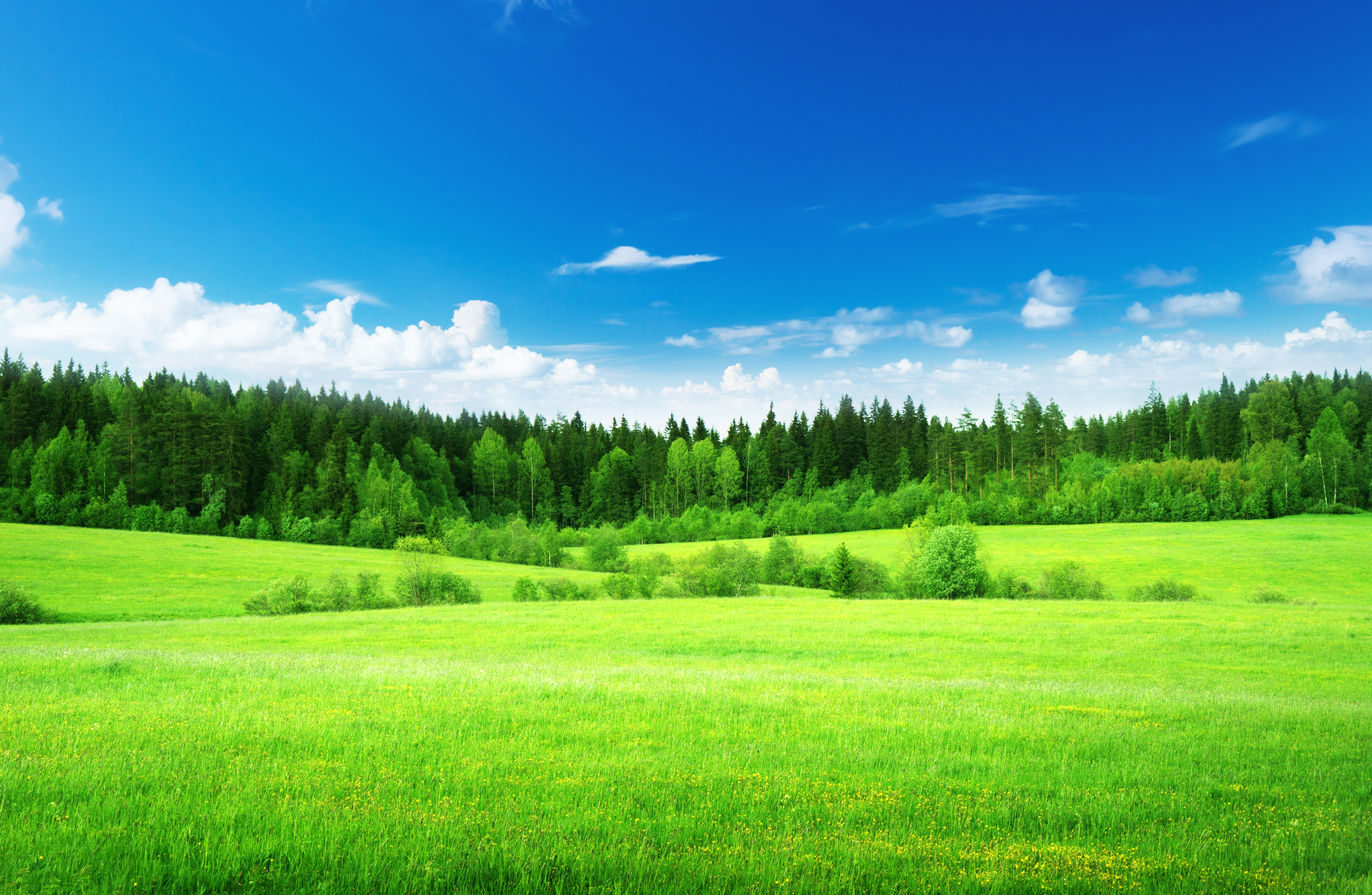 Green Grass - HD Wallpaper 