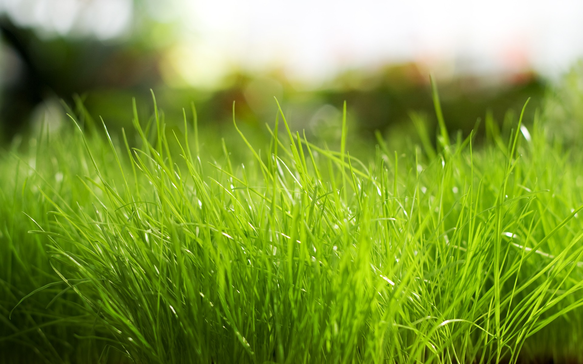 Fresh Grass Hd Wallpaper - Png Grass Background Full Hd - HD Wallpaper 