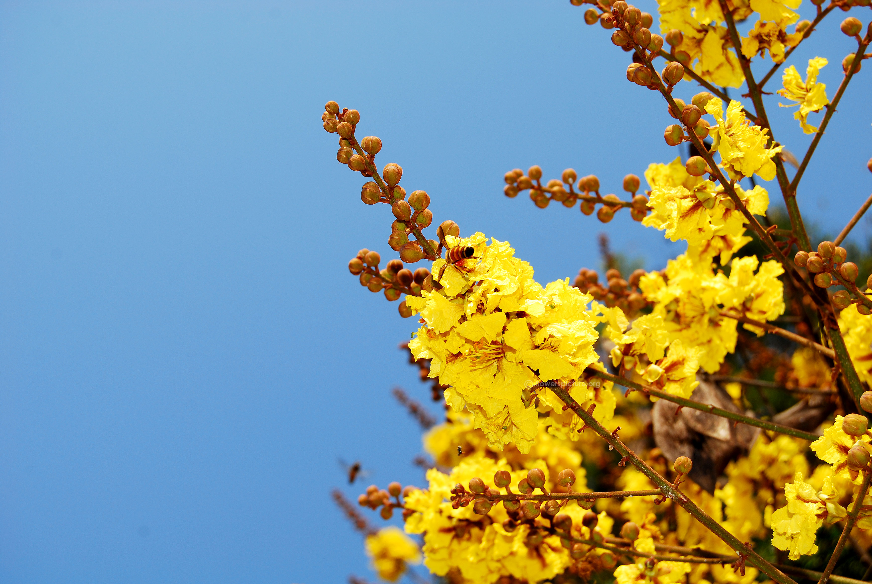Yellow Poinciana Picture - HD Wallpaper 