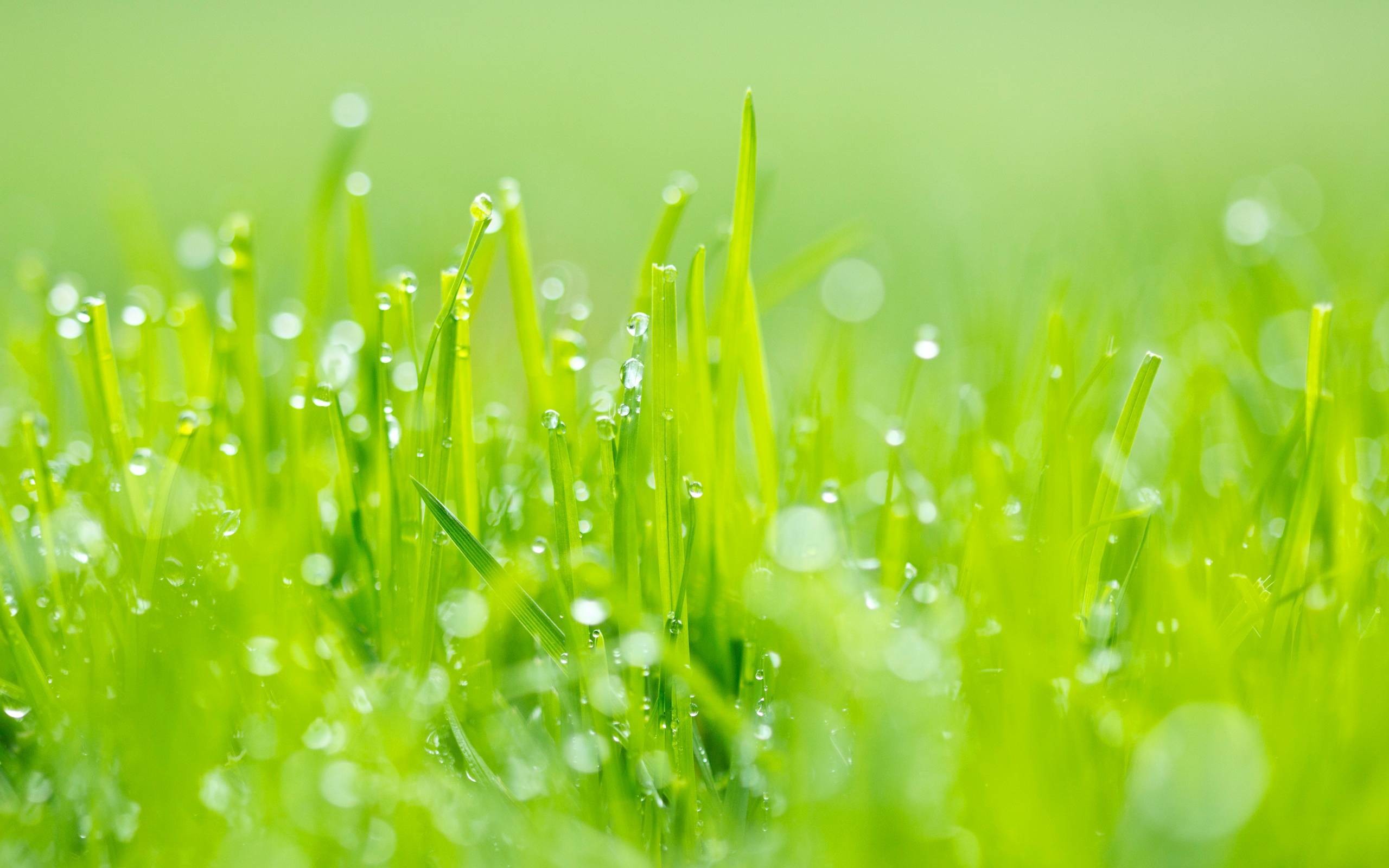 Free Green Grass Wallpaper - Green Wallpaper Grass - HD Wallpaper 