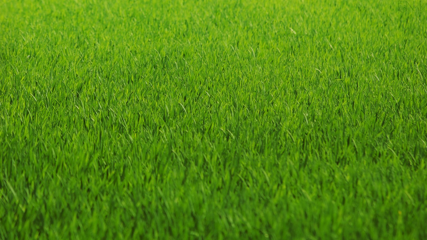 Grass Hd - HD Wallpaper 