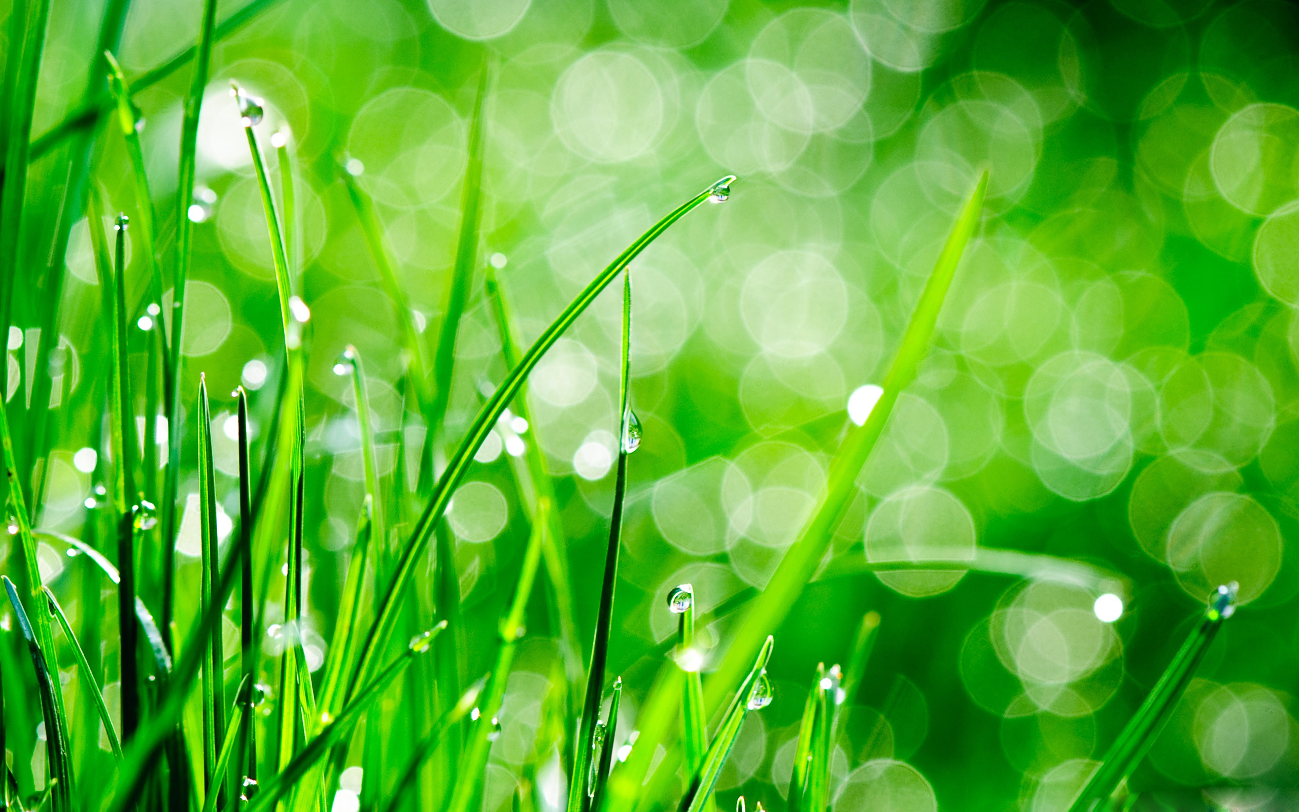 Water Drops On Grass - HD Wallpaper 