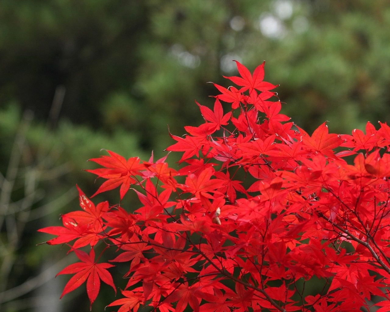 Beautiful Desktop Nature Hd Wallpaper Zllox - Laptop Nature Download Wallpaper Hd - 1280x1024 Wallpaper Beautiful Desktop Nature Hd Wallpaper Zllox - Laptop Nature Download Wallpaper Hd - 1280x1024 Wallpaper