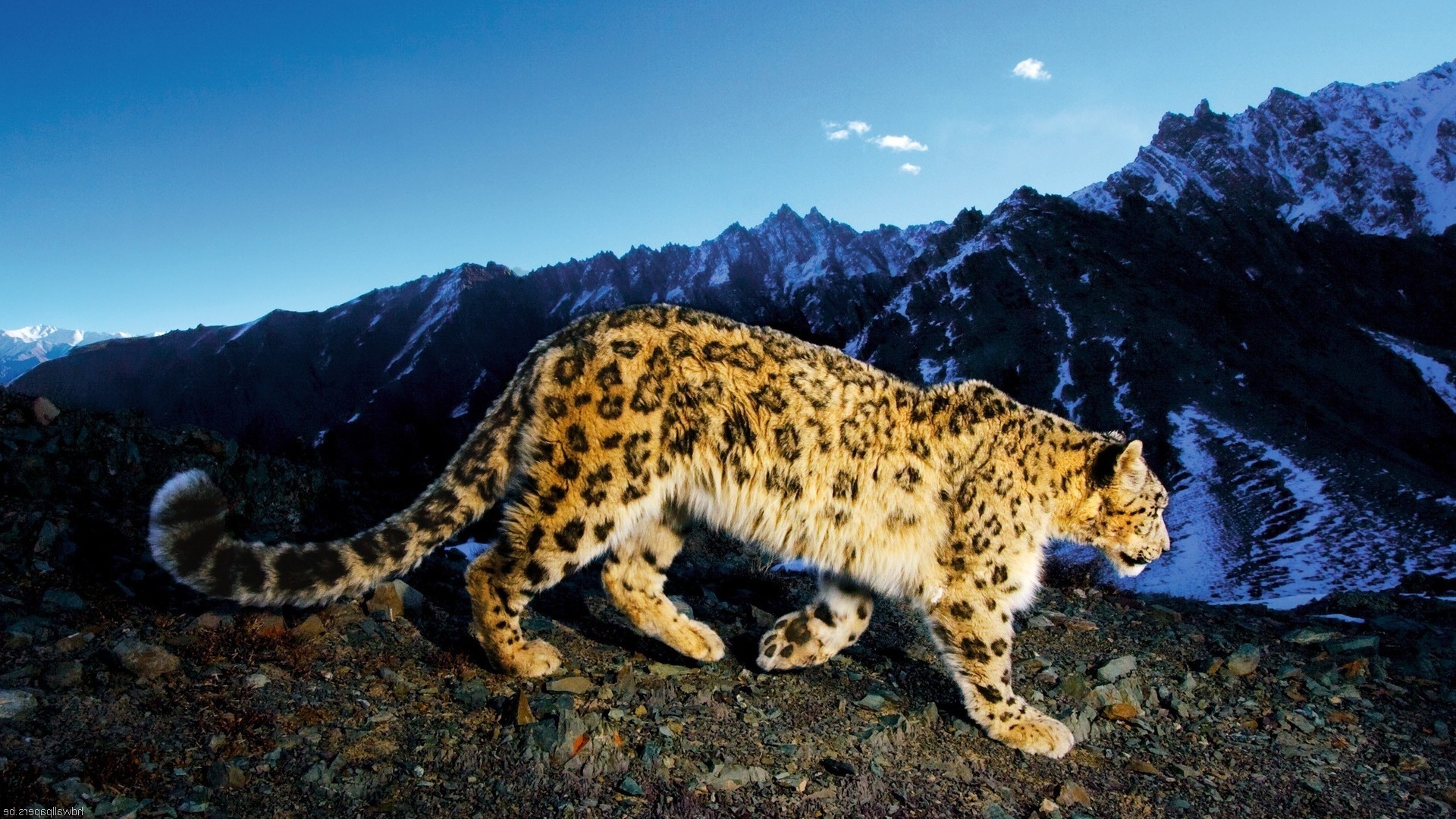 Apple Snow Leopard Desktop - HD Wallpaper 