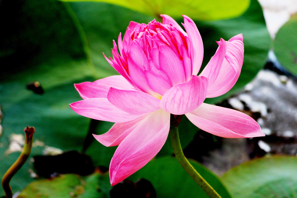 Lotus Flower - Download Images Of Lotus Flower - HD Wallpaper 