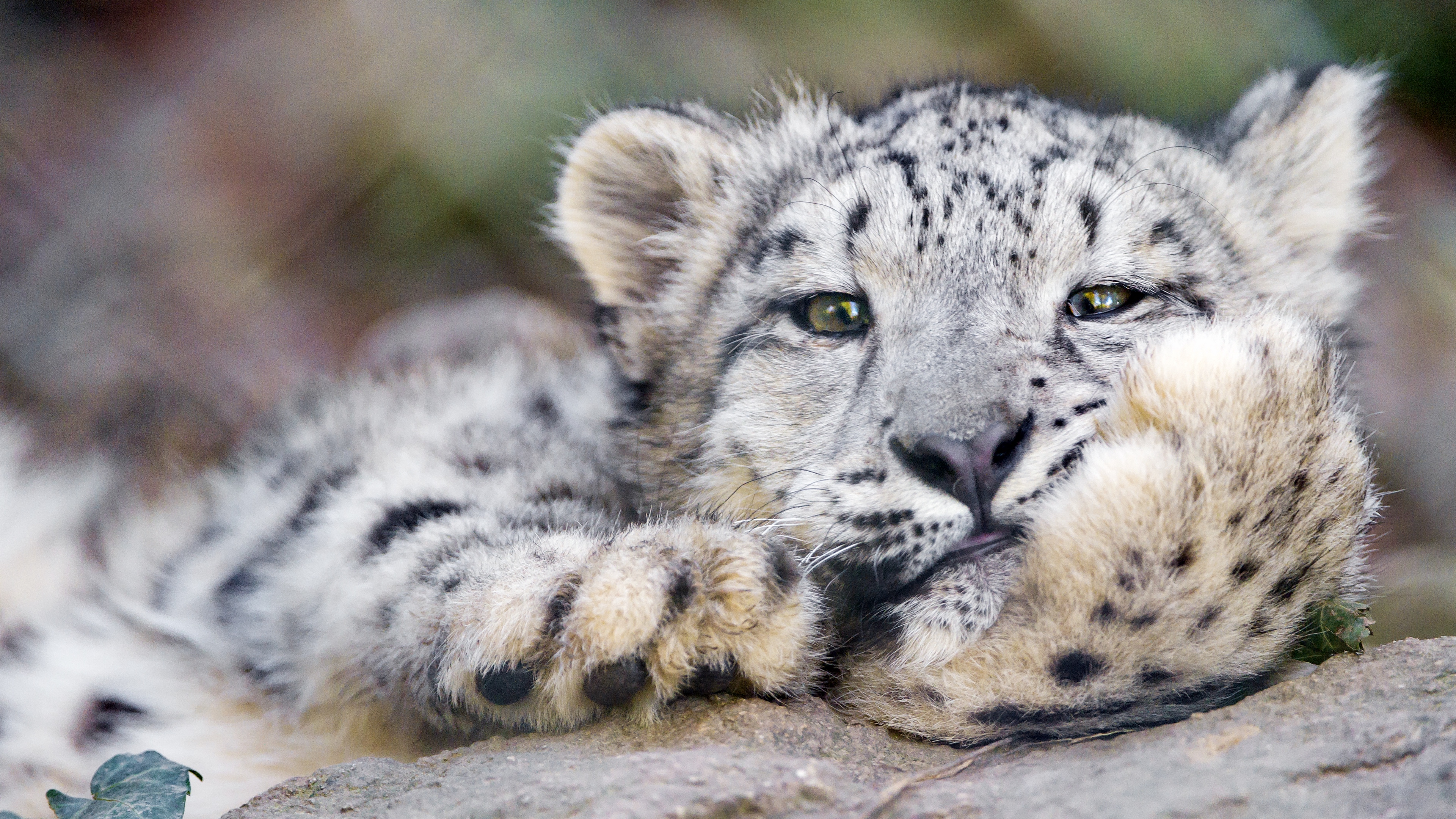 Wallpaper Snow Leopard, Big Cat, Leopard - Snow Leopard Full Hd - HD Wallpaper 