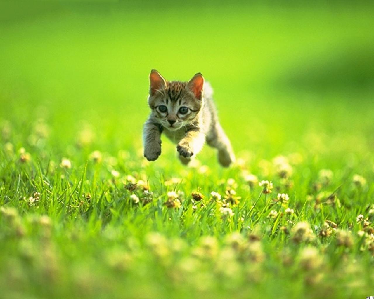 Cat Running In Grass - HD Wallpaper 