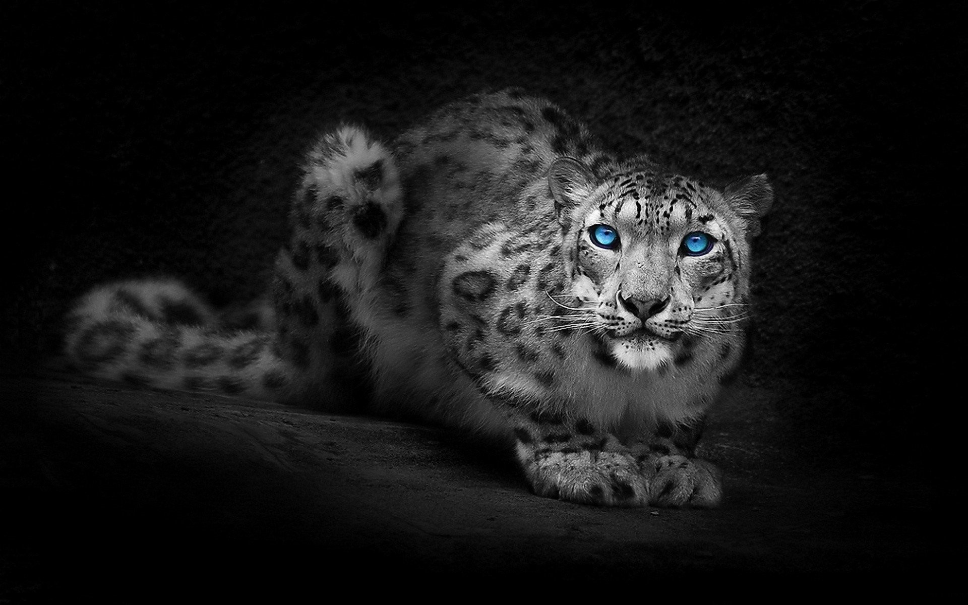 Snow Leopard Wallpaper 
 Data Src Cool Snow Leopard - Snow Leopard Green Eyes - HD Wallpaper 