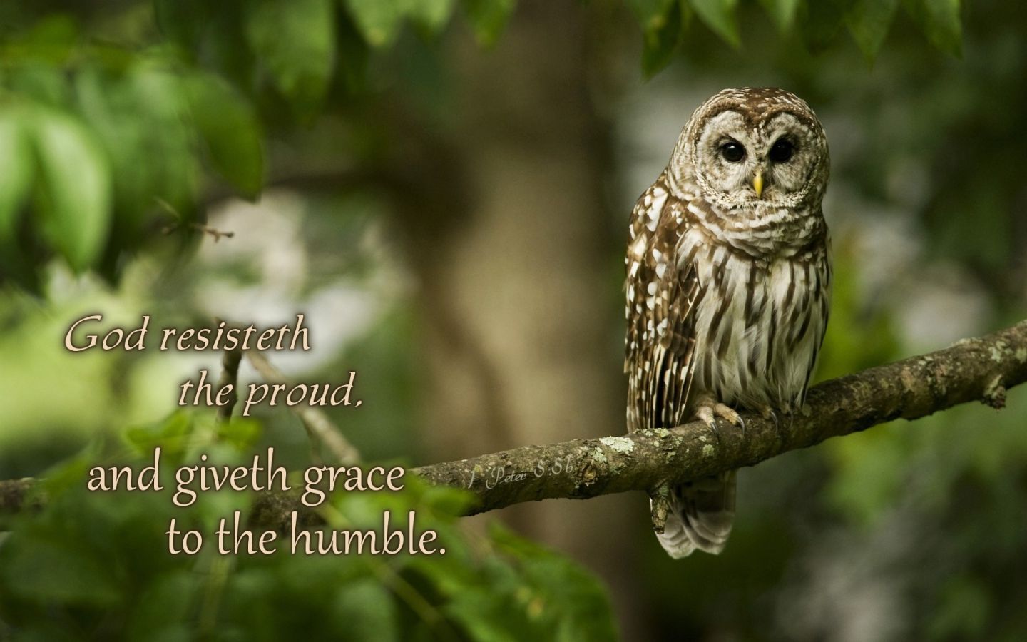 Owl On A Tree - HD Wallpaper 