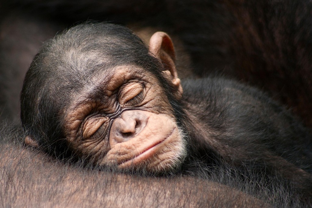 Baby Monkey Sleeping - HD Wallpaper 