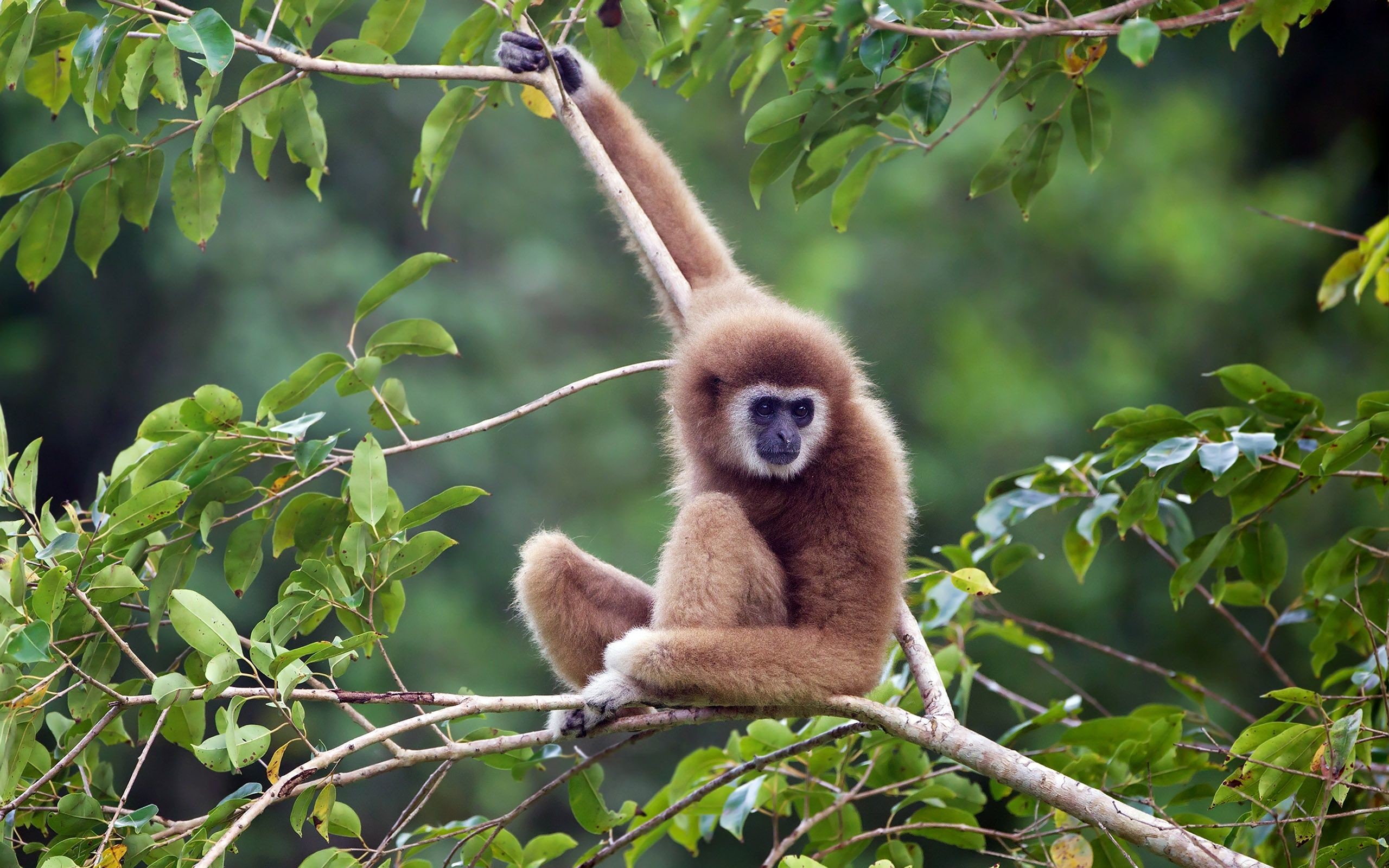 Monkey Desktop Wallpapers Free Monkey Wallpaper Hd - Gibbon Hd - HD Wallpaper 