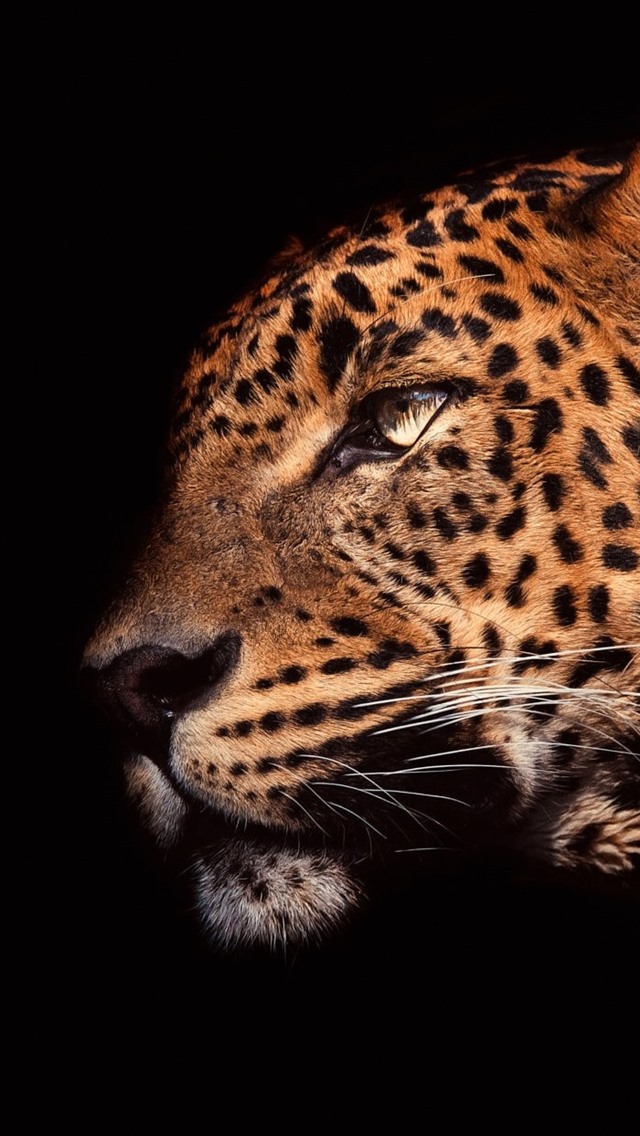 Leopard Looking Up Hd - HD Wallpaper 