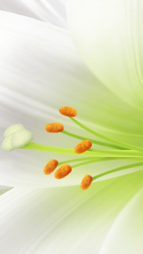White Lily Iphone Wallpaper - Easter Lily Background Free - HD Wallpaper 