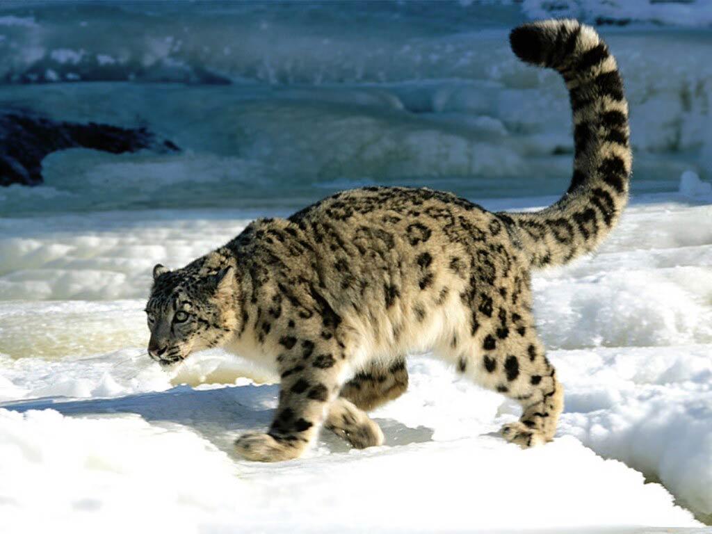 Free Snow Leopard Wallpaper Wallpapers Download - Snow Leopard Tails