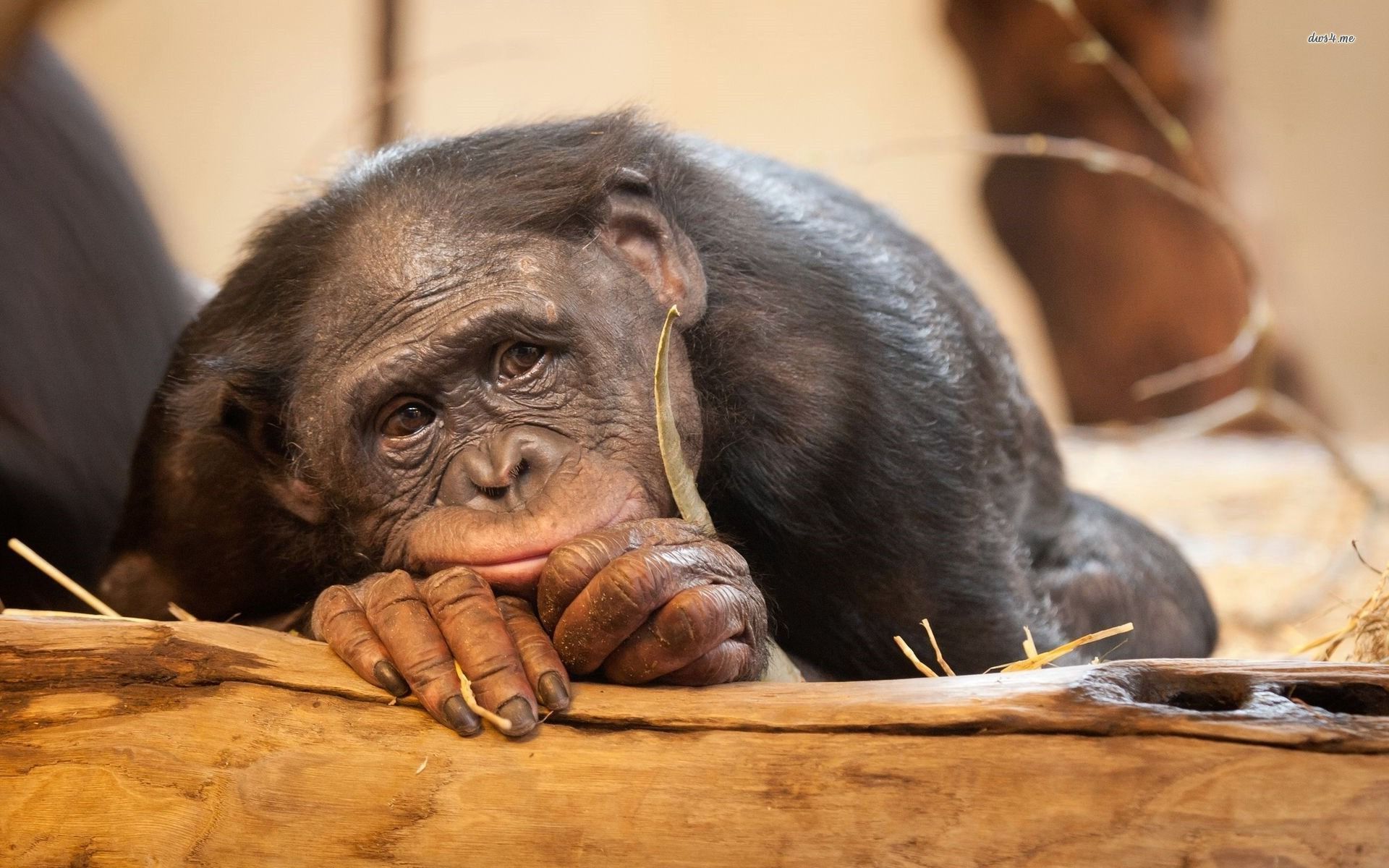 Lazy Monkey 1920x1200 Wallpaper teahub.io