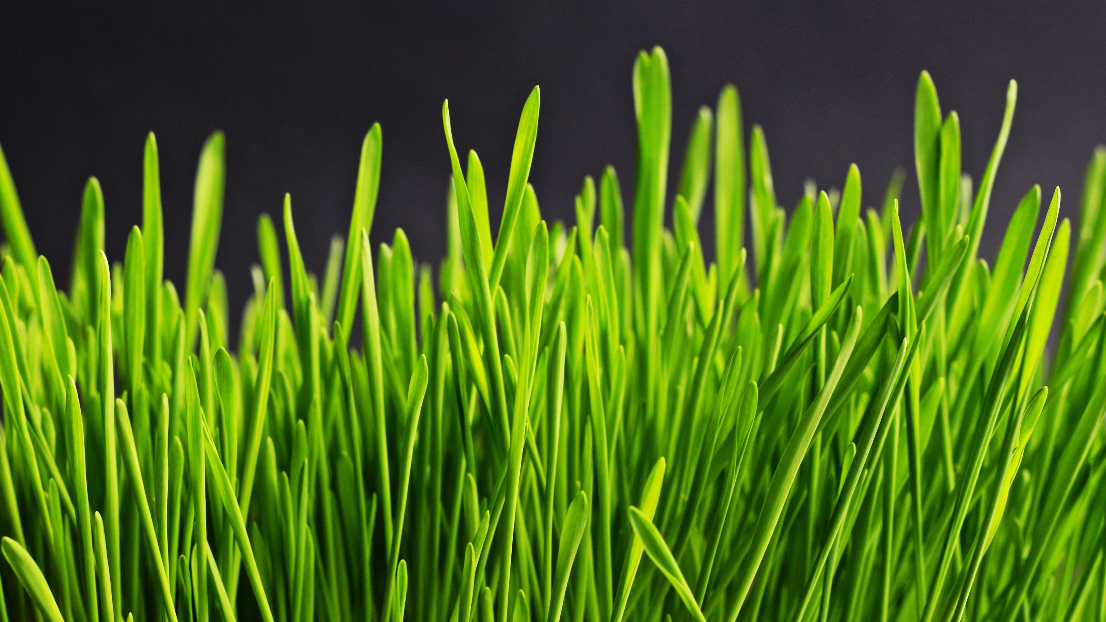 Examples Of Herbivores Plants - HD Wallpaper 