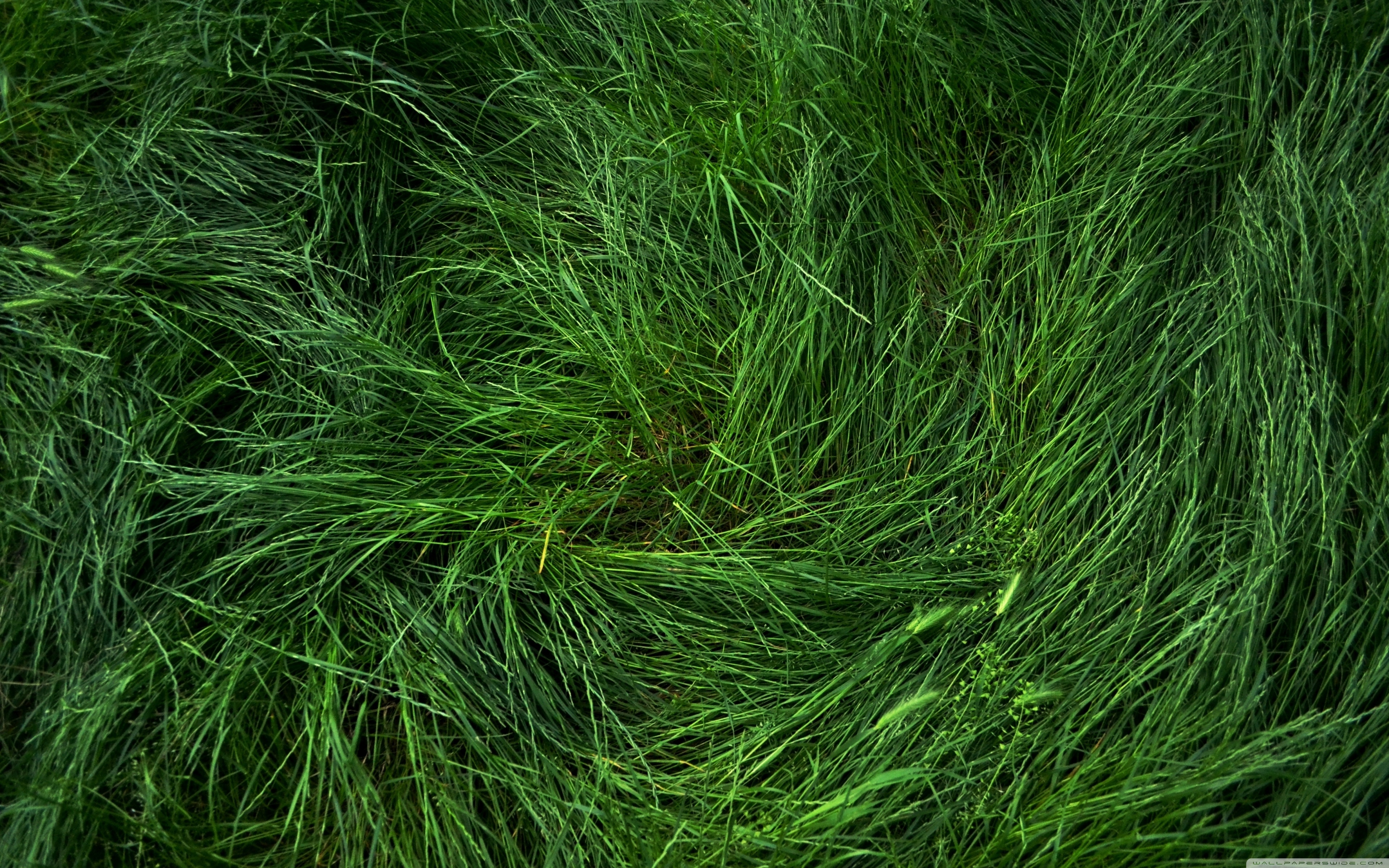 Flattened Grass - HD Wallpaper 