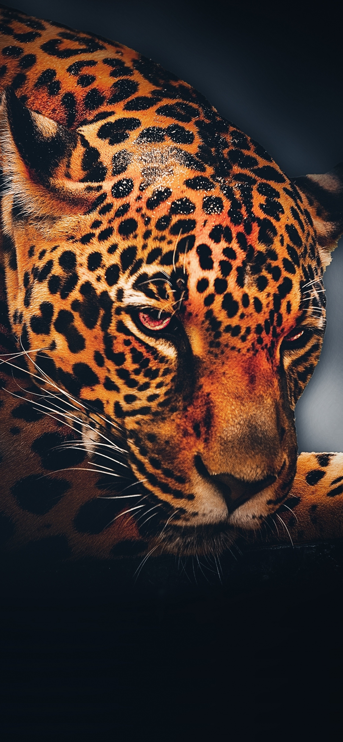 Leopard, Animal, Relaxed, Portrait, Wallpaper - Jaguar Animal Background -  1125x2436 Wallpaper 
