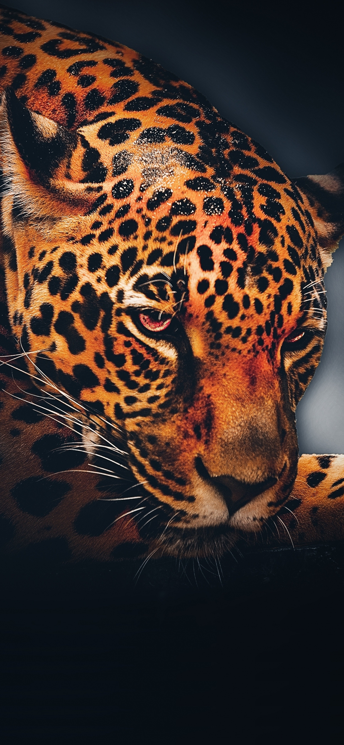 Leopard, Animal, Relaxed, Portrait, Wallpaper - Jaguar Animal Background - HD Wallpaper 