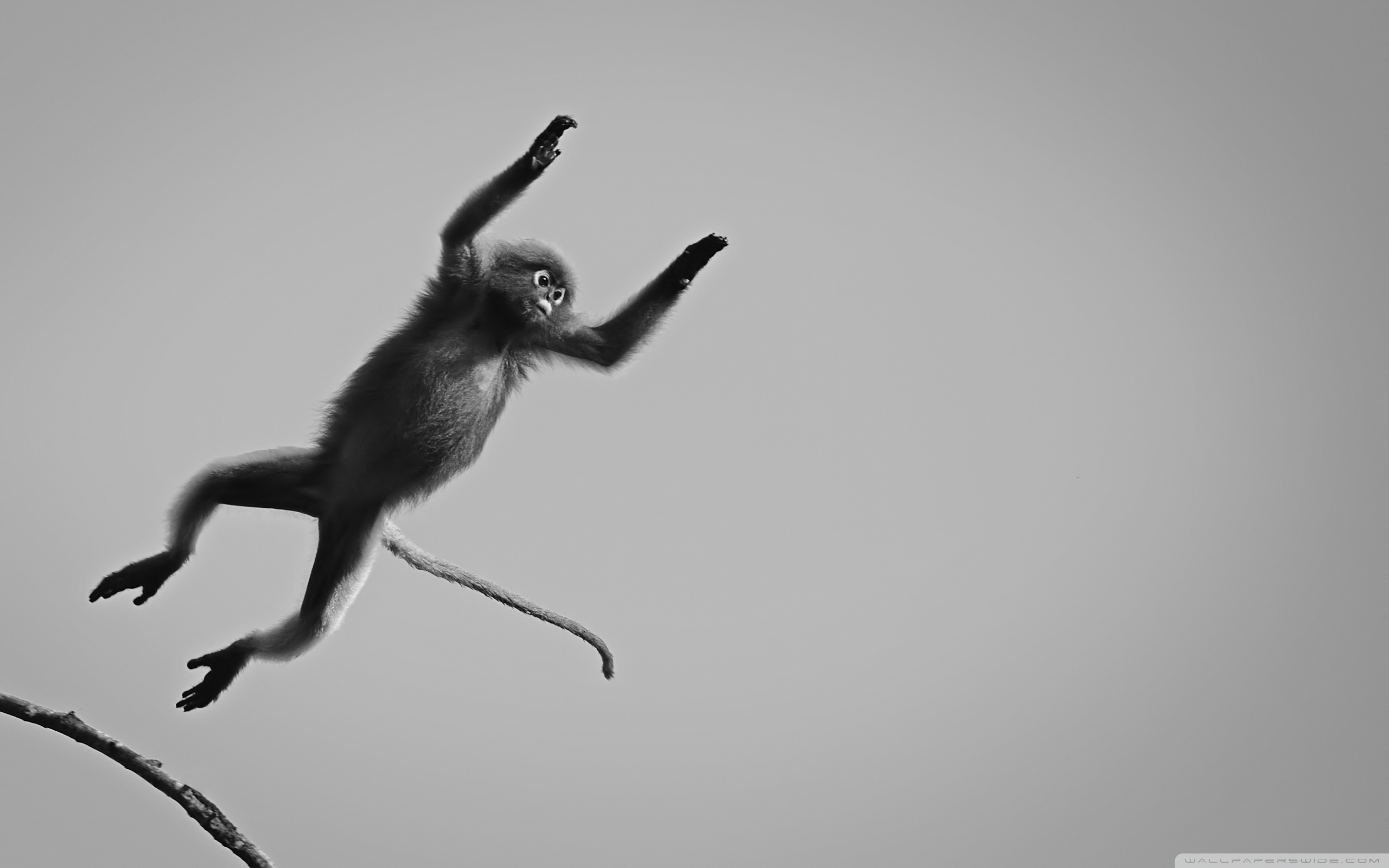 Black Monkey Jumping - HD Wallpaper 