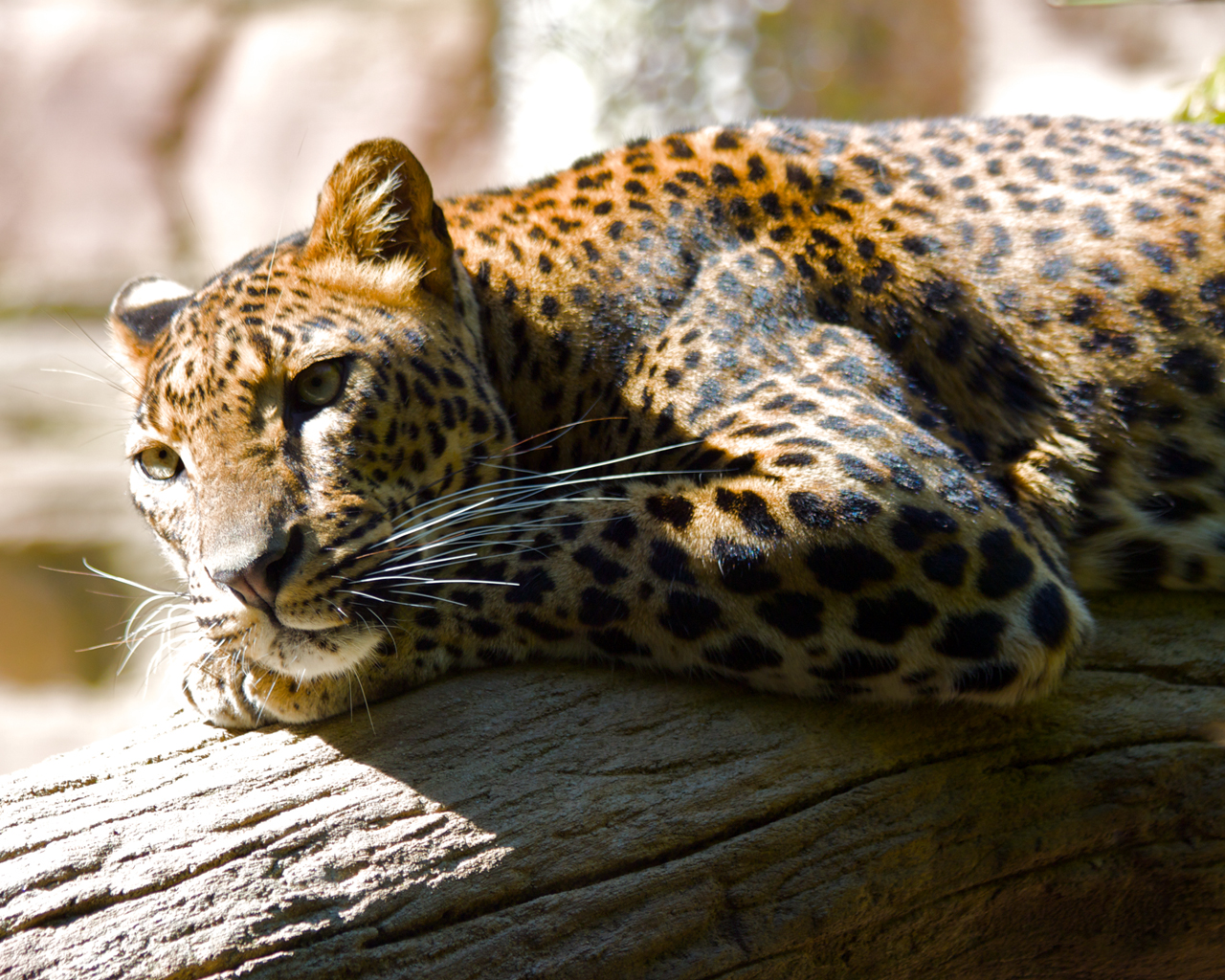 Hd Leopard - HD Wallpaper 