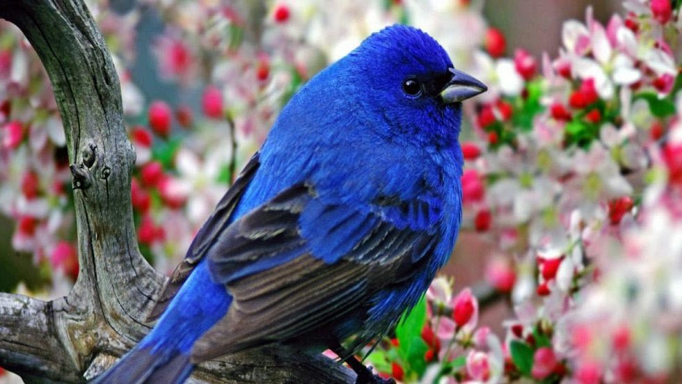 Colourful Sparrow Images Hd - HD Wallpaper 