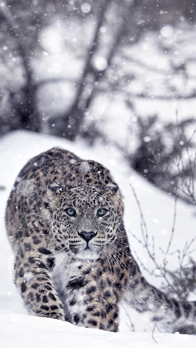 Snow Leopard Wallpaper Iphone - HD Wallpaper 