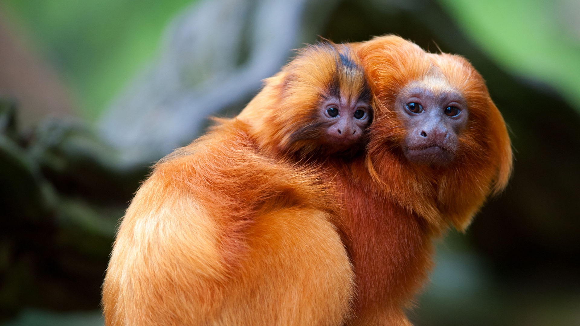 Wallpaper Golden Monkey Monkey 1920x1080 Wallpaper teahub.io