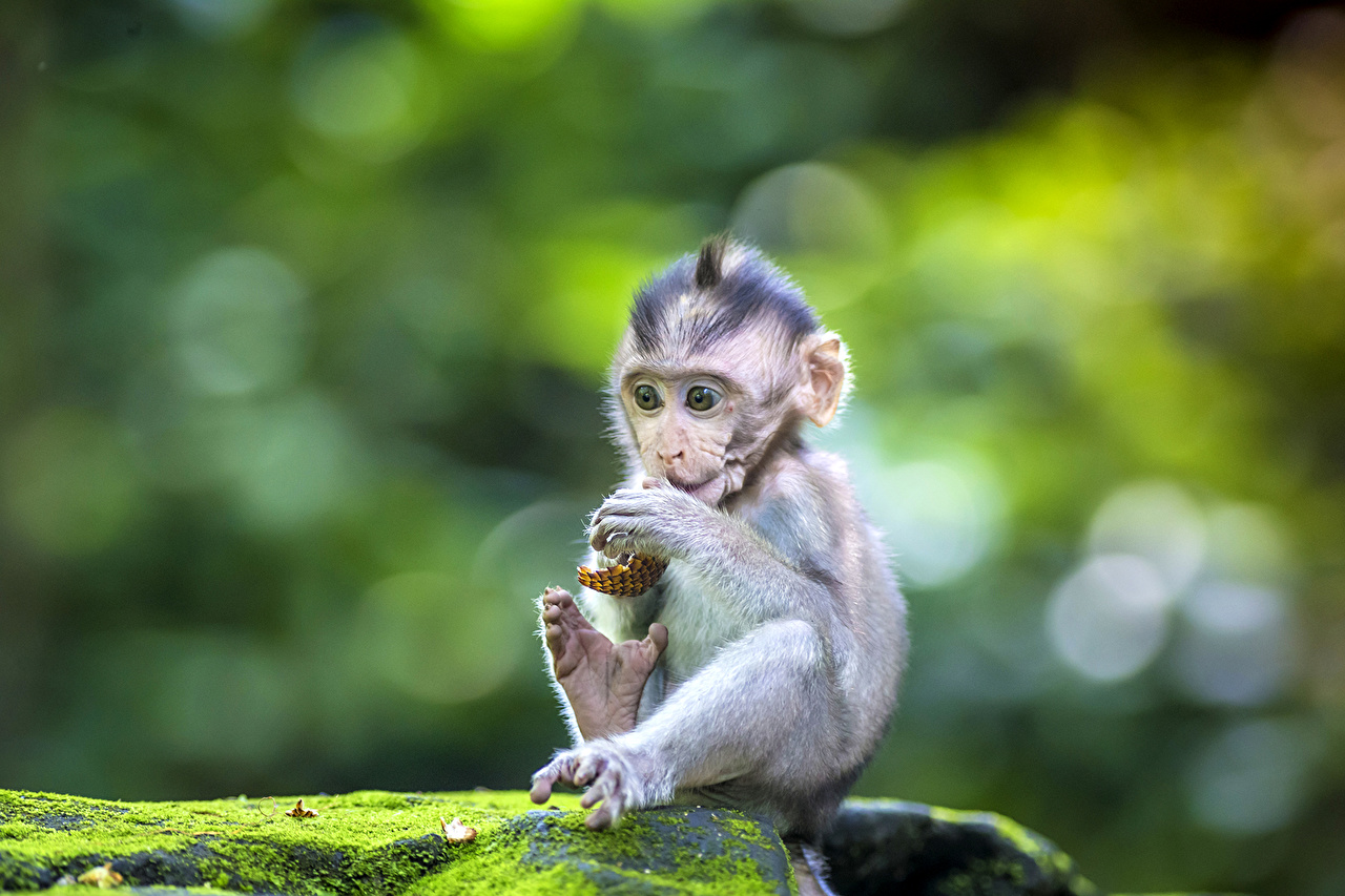 Monkey Tuft - HD Wallpaper 