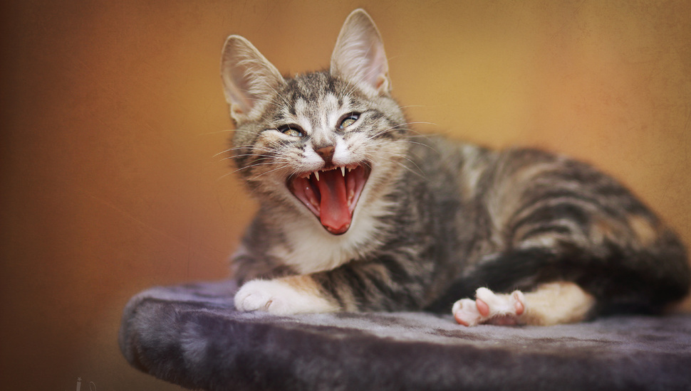 Cat, Funny, Cats, Cat, Cute, Seals, Cat, Funny Desktop - Angry Cat Wallpaper Hd - HD Wallpaper 
