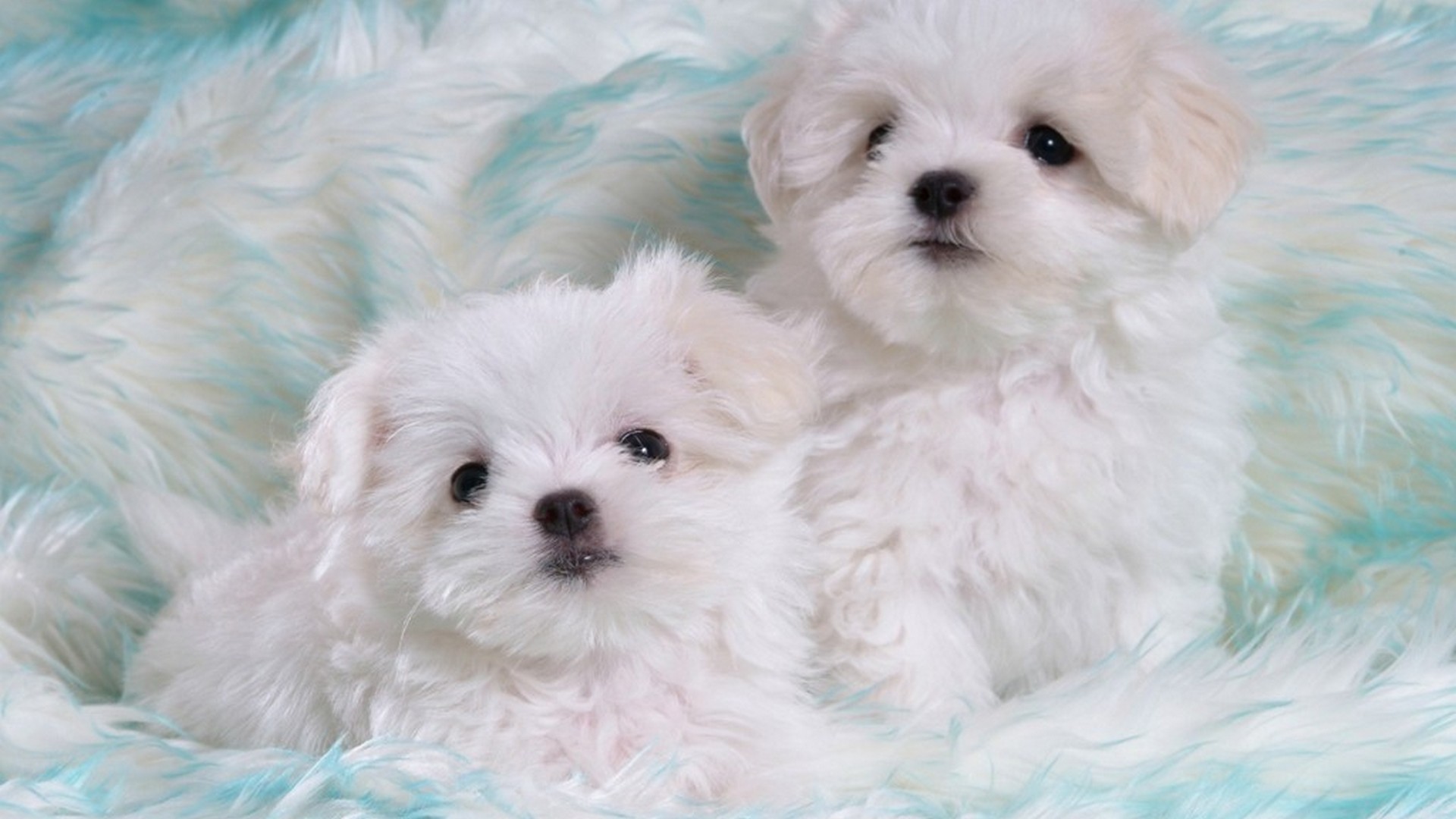 Wallpaper Funny Puppies Desktop - White Adorable Cute Puppies - HD Wallpaper 