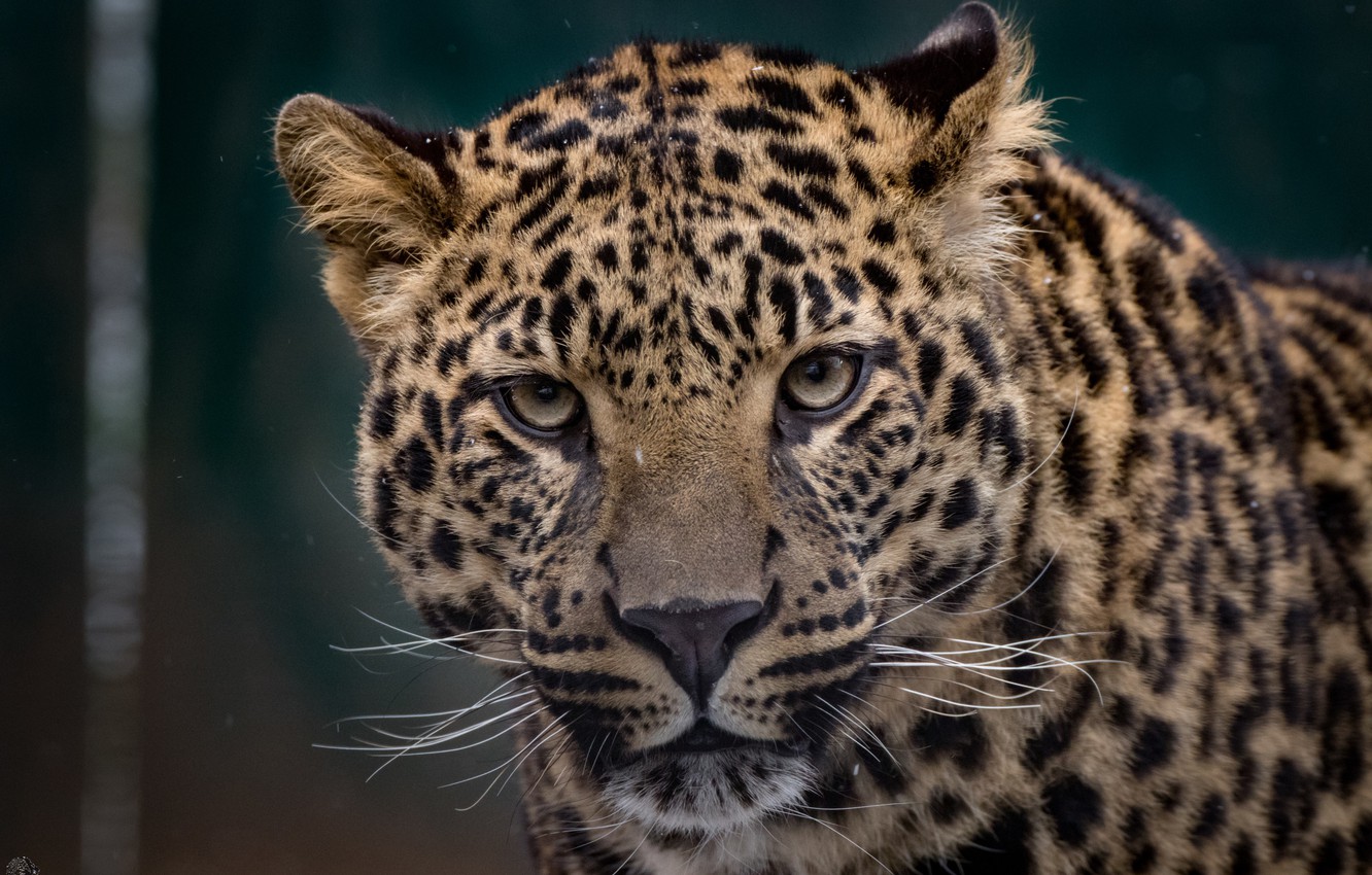 Photo Wallpaper Face, Spot, Leopard - African Leopard - HD Wallpaper 