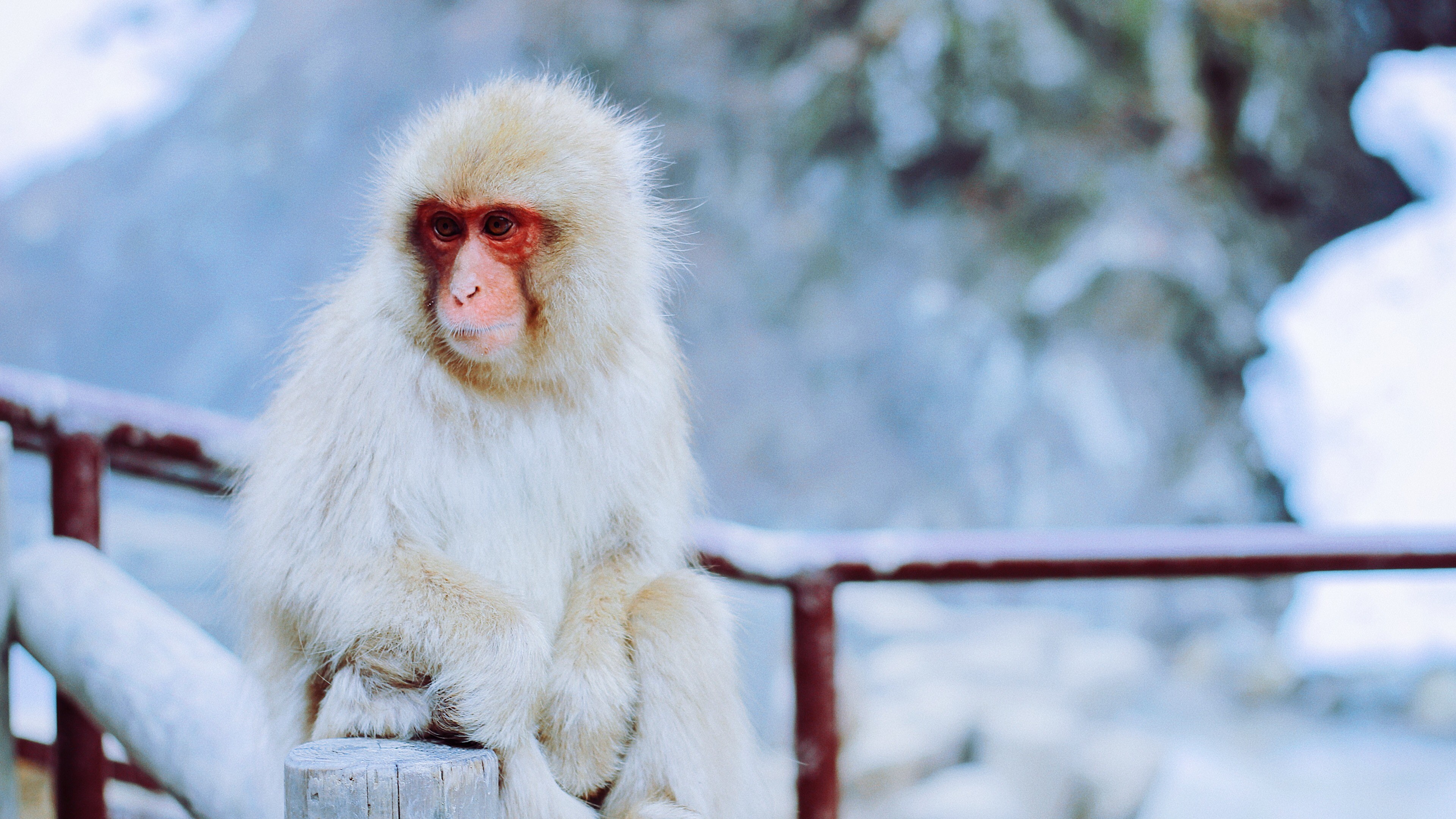 Monkey 4k Wallpaper - Japan White Monkey - HD Wallpaper 