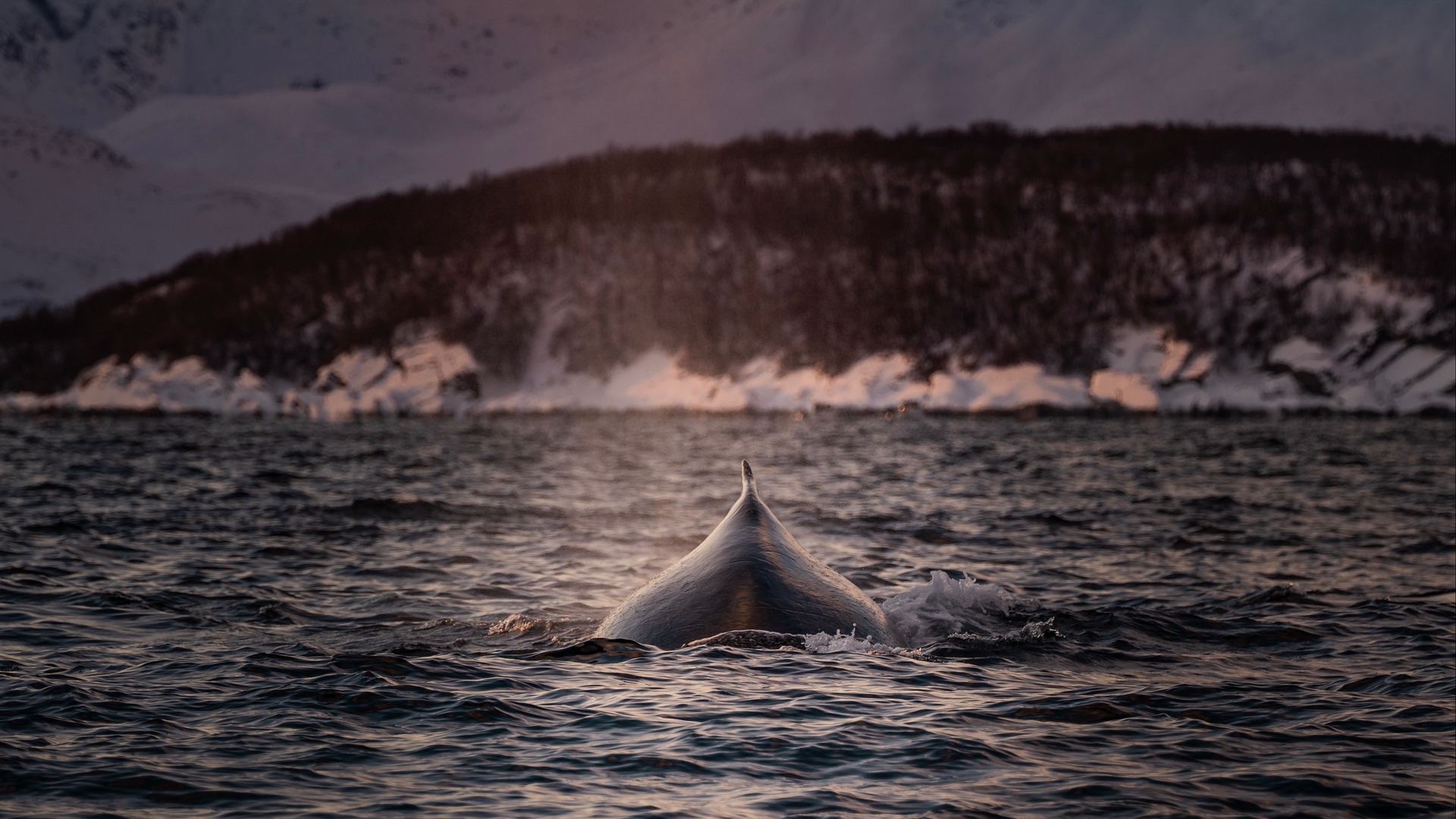 Wallpaper Whale, Fin, Waves, Sea, Water - Whale - HD Wallpaper 