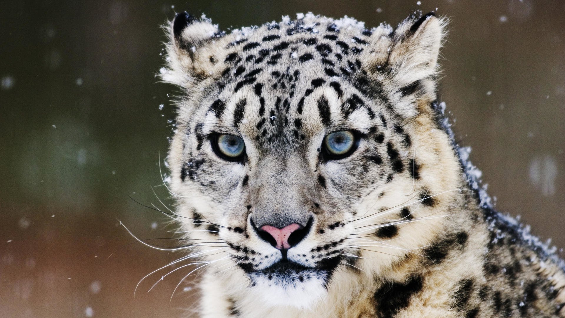Snow Leopards - HD Wallpaper 