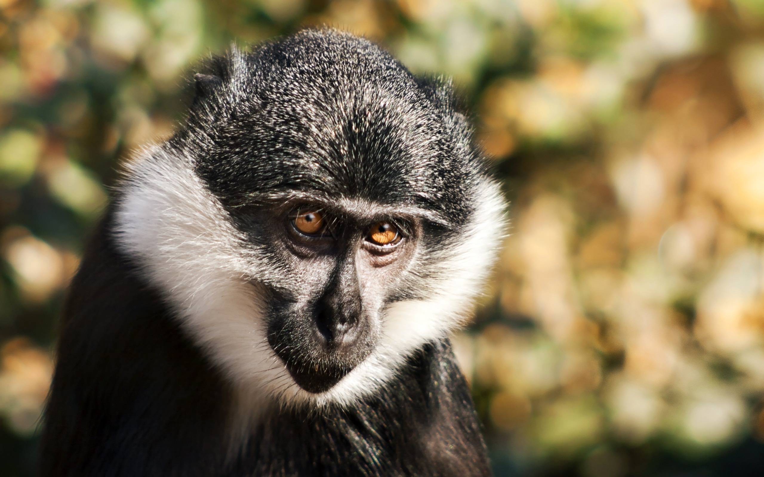 Hd Monkey Wallpaper - HD Wallpaper 