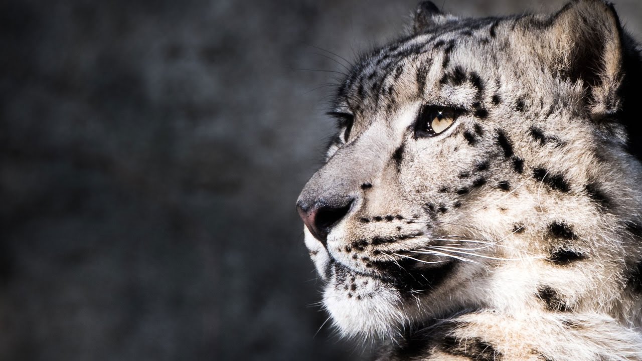 Nice Snow Leopard - Snow Leopard B&w - HD Wallpaper 