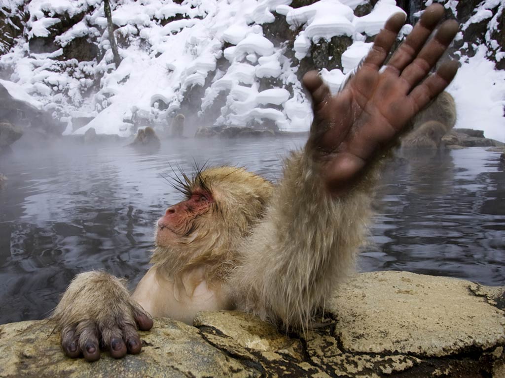 Free Snow Monkey Wallpaper Wallpapers Download - Snow Monkey - HD Wallpaper 