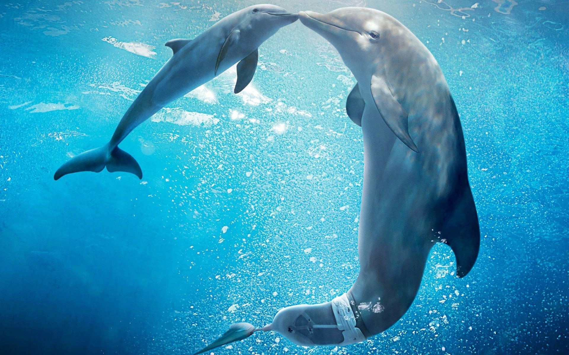 Dolphin Wallpaper Desktop Backgrounds 
 Data Src Free - Dolphin Tale 2 - HD Wallpaper 