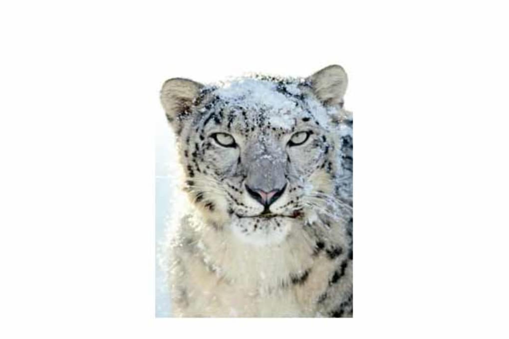 Snow Leopard Wallpaper - Mac Os X Snow Leopard V10 6 - HD Wallpaper 