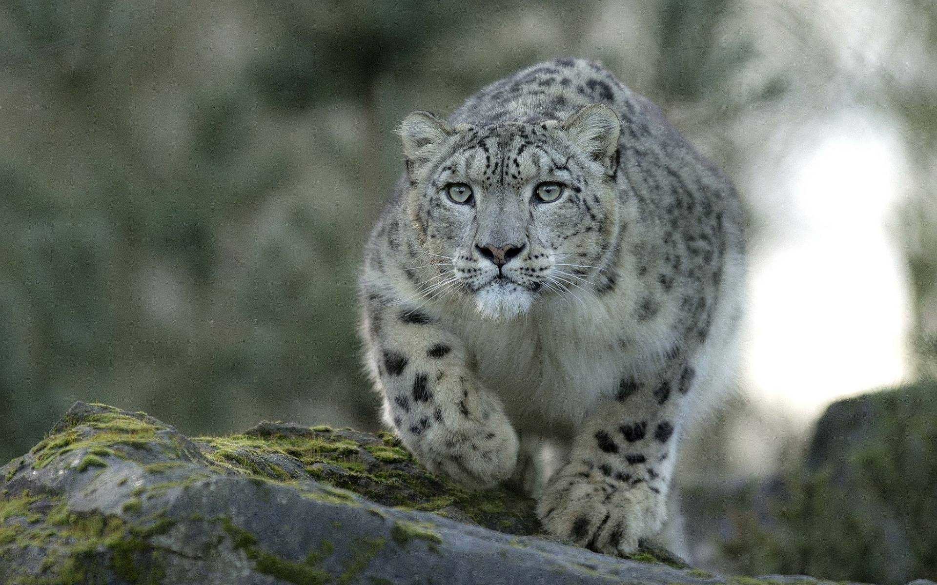 Snow Leopard Wallpaper High Resolution Photos For Mobile - Snow Leopard Hd - HD Wallpaper 