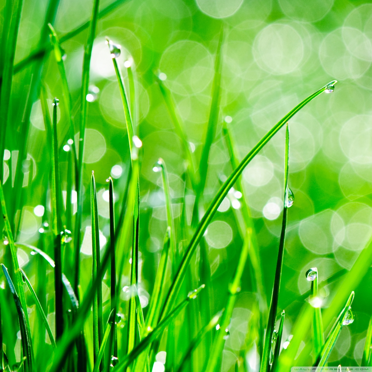 Water Droplet On Grass - HD Wallpaper 