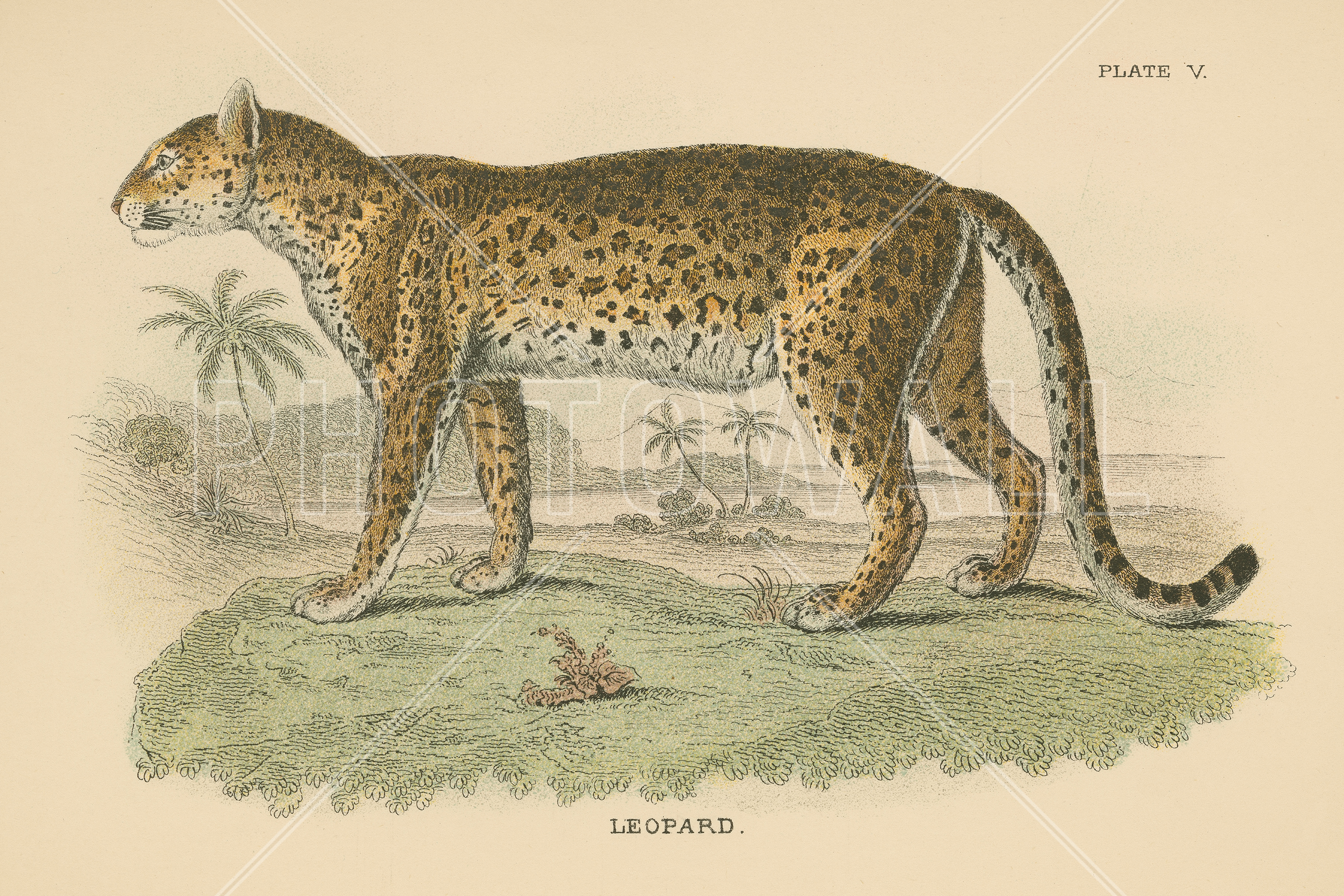Vintage Leopard - Wallpaper - Kids Room - HD Wallpaper 