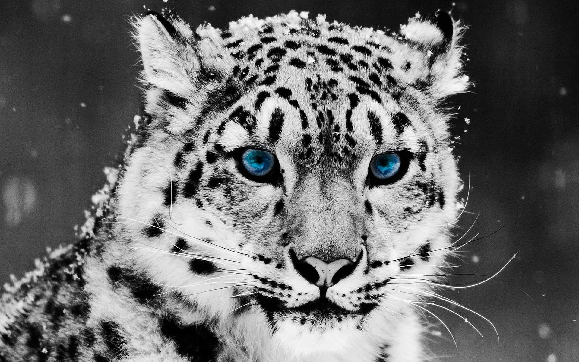 Snow Leopard Wallpaper - HD Wallpaper 