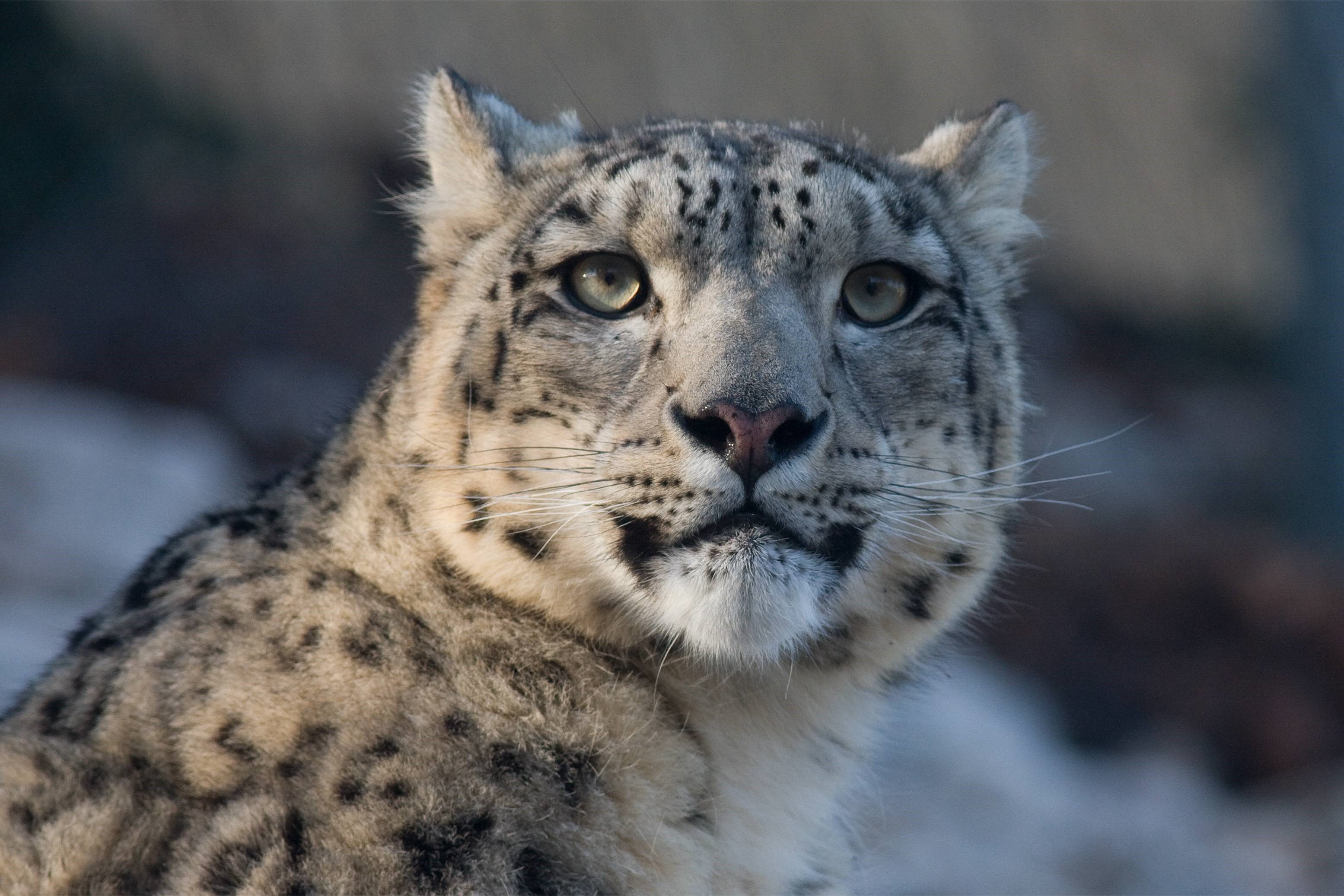 Free Snow Leopard - HD Wallpaper 