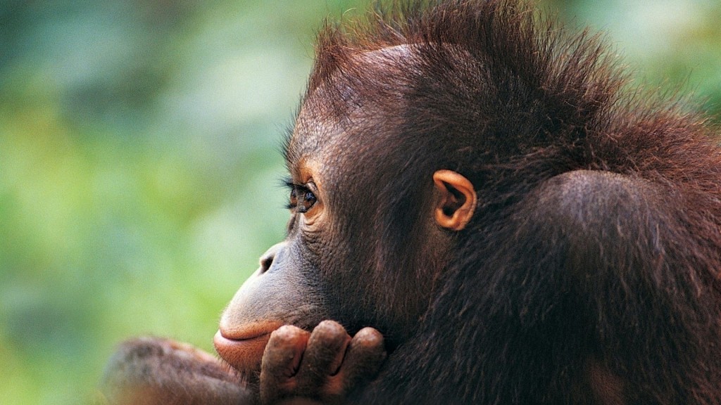 International Orangutan Day 2019 - HD Wallpaper 