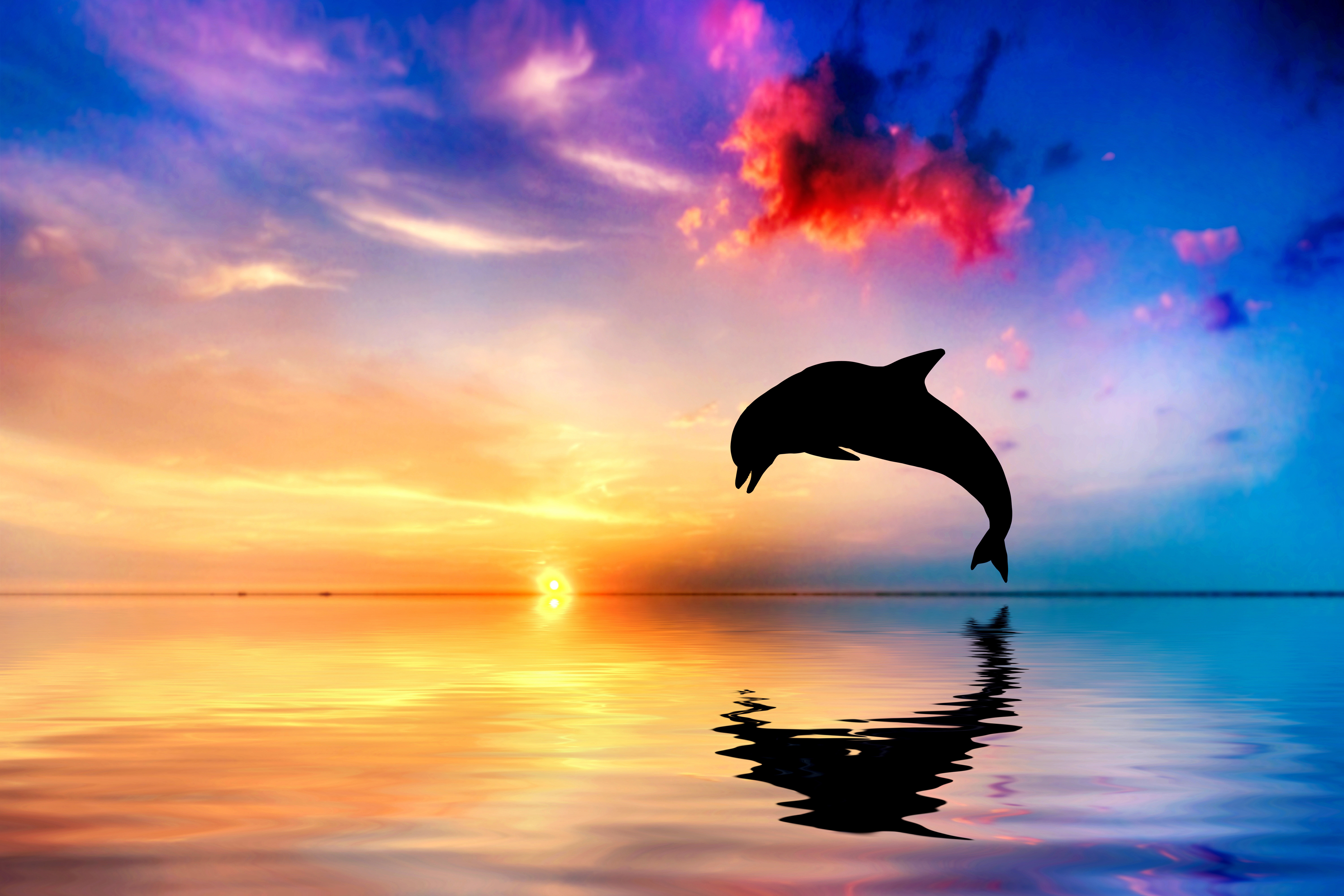 Dolphin Wallpaper - HD Wallpaper 