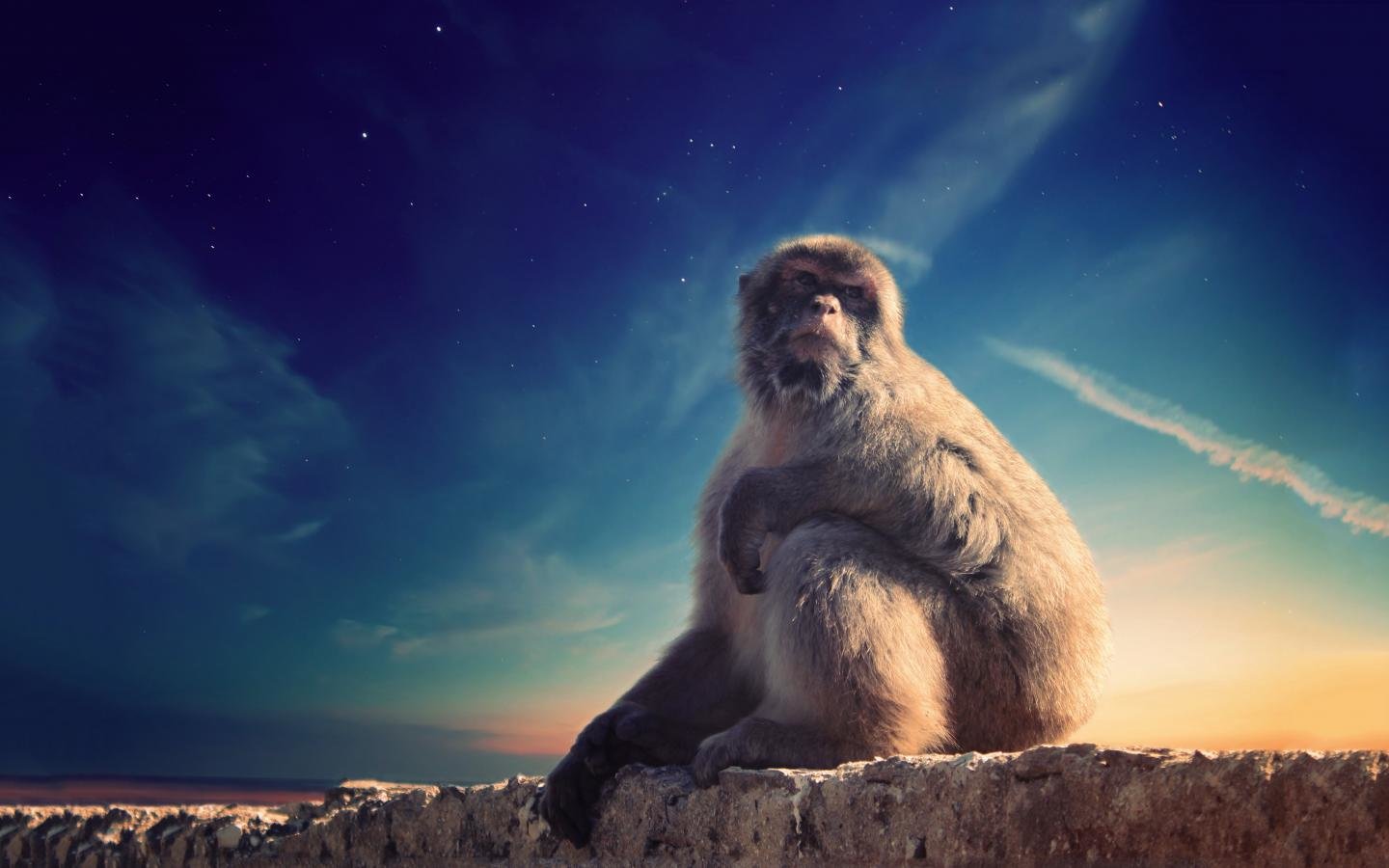 Free Monkey High Quality Wallpaper Id - Little Fuzzy - HD Wallpaper 