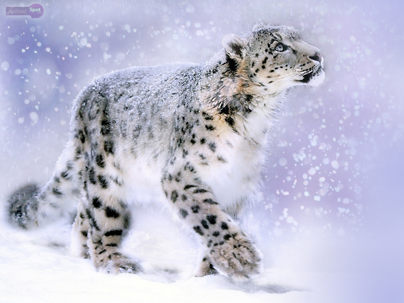 Free Snow Leopard Wallpapers - HD Wallpaper 